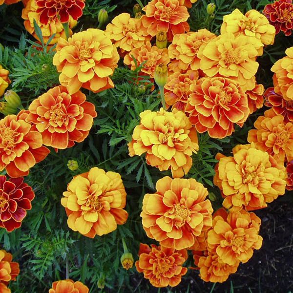 Marigold: Companion Plants – Top Flower Seeds